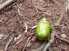 Pelidnota prasina