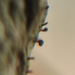 Phaeocalicium populneum