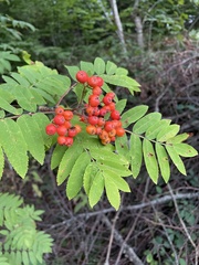 Sorbus aucuparia