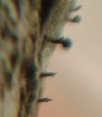 Phaeocalicium populneum