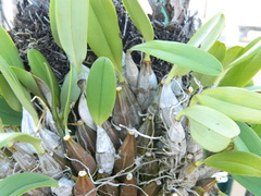 Laelia anceps