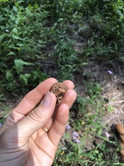 Hydnotrya variiformis