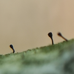 Phaeocalicium populneum