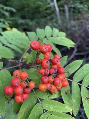 Sorbus aucuparia