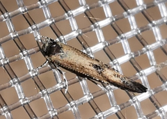 Coccidiphila gerasimovi