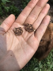 Hydnotrya variiformis