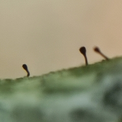 Phaeocalicium populneum