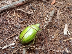 Pelidnota prasina