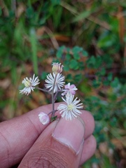 Thalictrum javanicum