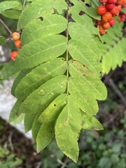 Sorbus aucuparia