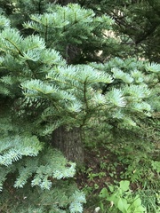 Hydnotrya variiformis