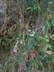 Thalictrum javanicum