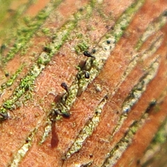 Phaeocalicium populneum