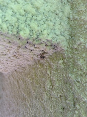 Dentatissus damnosus