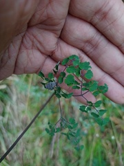 Thalictrum javanicum