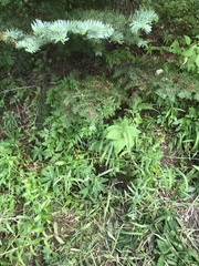 Hydnotrya variiformis