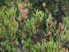 Vaccinium varingiifolium