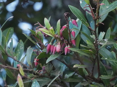 Vaccinium varingiifolium