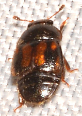 Colopterus maculatus