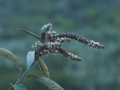 Buddleja asiatica