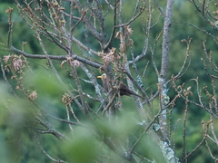 Turdus poliocephalus