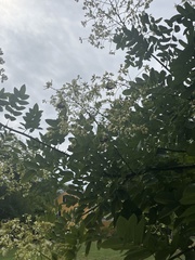 Styphnolobium japonicum