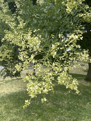 Styphnolobium japonicum