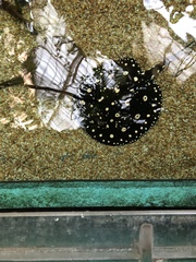 Potamotrygon leopoldi