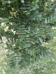 Styphnolobium japonicum