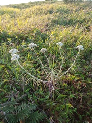 Anaphalis longifolia