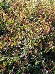 Dichrocephala chrysanthemifolia