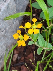 Aspicarpa hirtella
