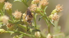 Melissoptila chilena
