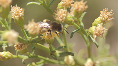 Melissoptila chilena