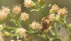 Melissoptila chilena