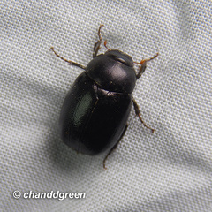 Apogonia cribricollis