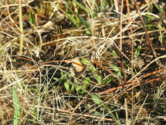 Coenonympha pamphilus