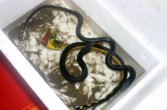 Hydrophis platurus