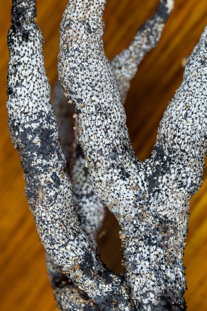 Xylaria cornu-damae