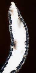 Xylaria cornu-damae