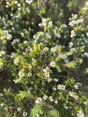 Diosma subulata
