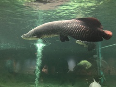Arapaima gigas