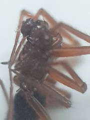 Centromerus sylvaticus