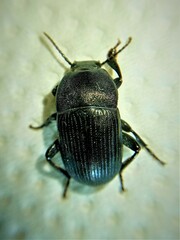 Pedinus quadratus