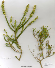 Globulariopsis adpressa