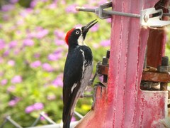 Melanerpes formicivorus bairdi