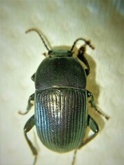 Pedinus quadratus