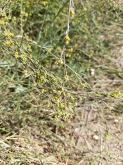 Bupleurum tenuissimum