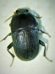 Pedinus quadratus
