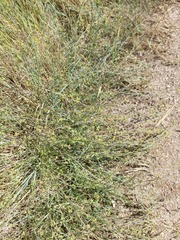 Bupleurum tenuissimum